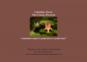 Columbine Flower - 5 x 7 Greeting Card - Back