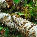 Birch with Yellow-Bellied Sapsucker holes
