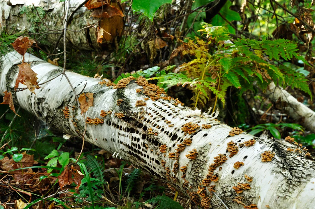 Birch with Yellow-Bellied Sapsucker holes