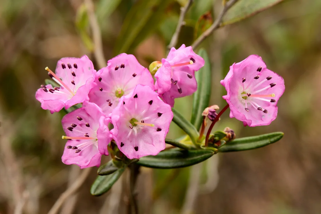 Bog Laurel