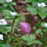 Pink Lady’s Slipper Amidst Bunchberries