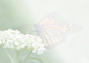 Monarch Butterfly - 5 x 7 Greeting Card - Inside Bottom