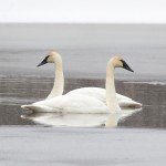 Swan Pair in Icy Creek"
