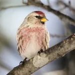 Common Redpoll (male)