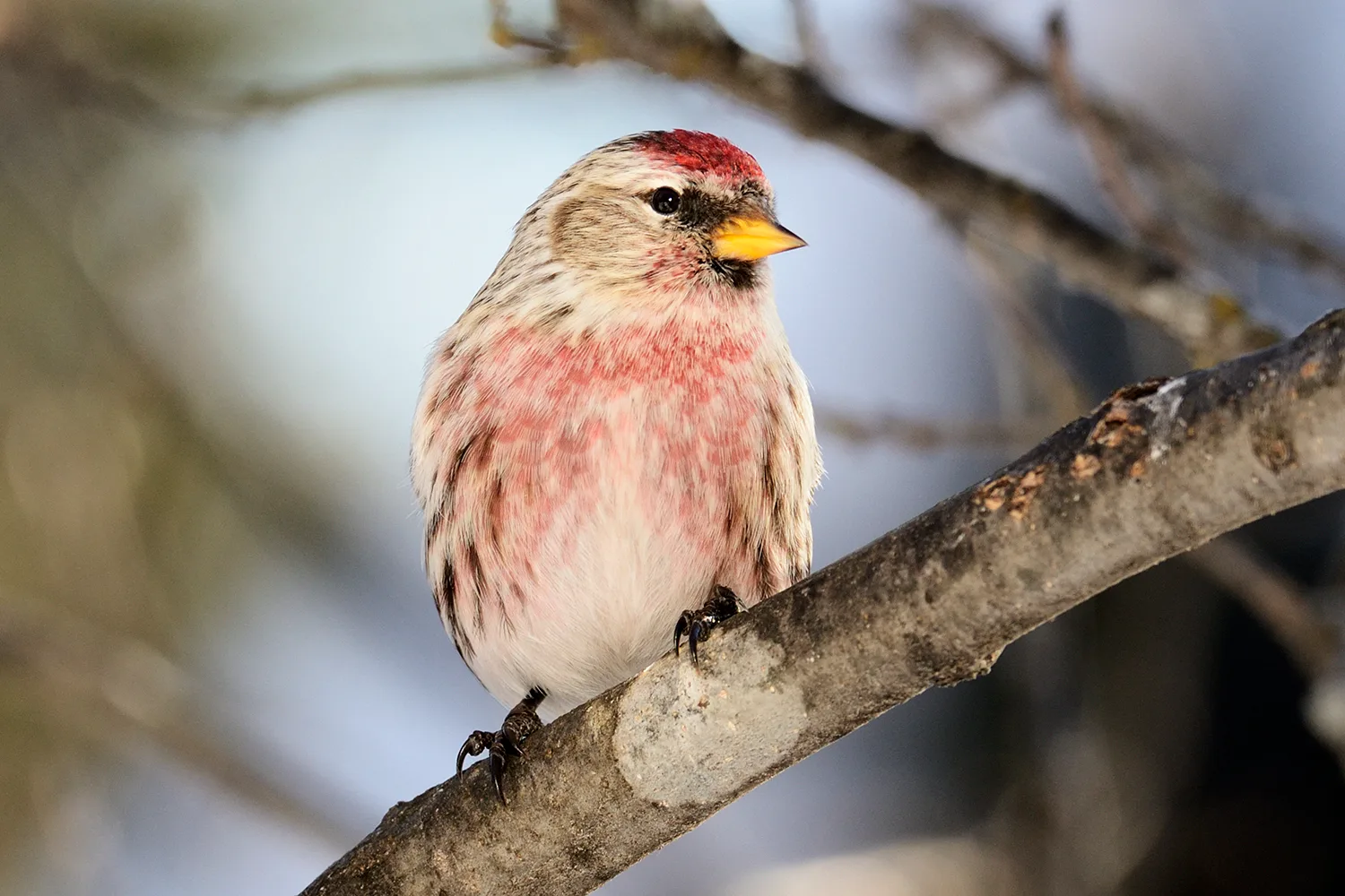 Common Redpoll (male)