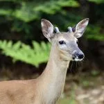 Spike Buck in Velvet