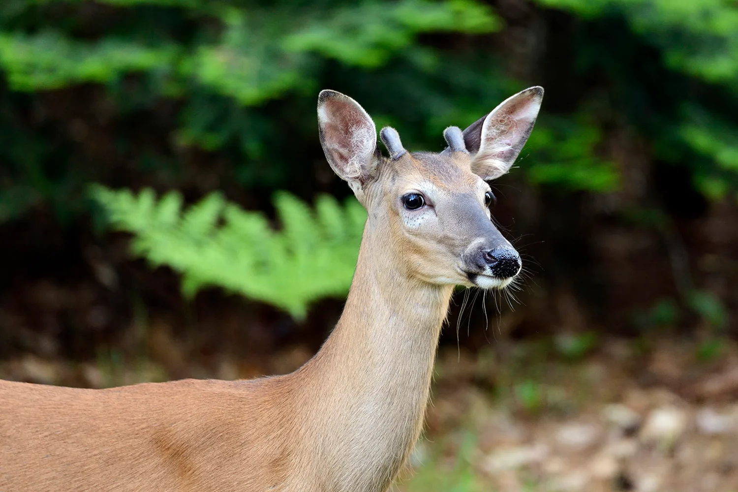 Spike Buck in Velvet