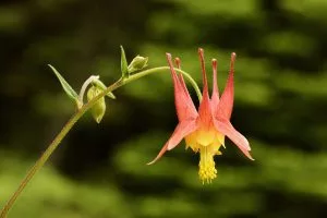 Columbine Flower