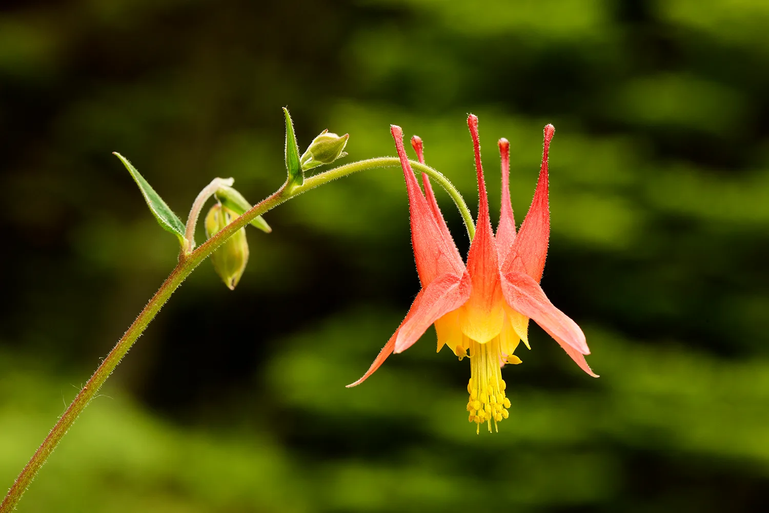Columbine Flower