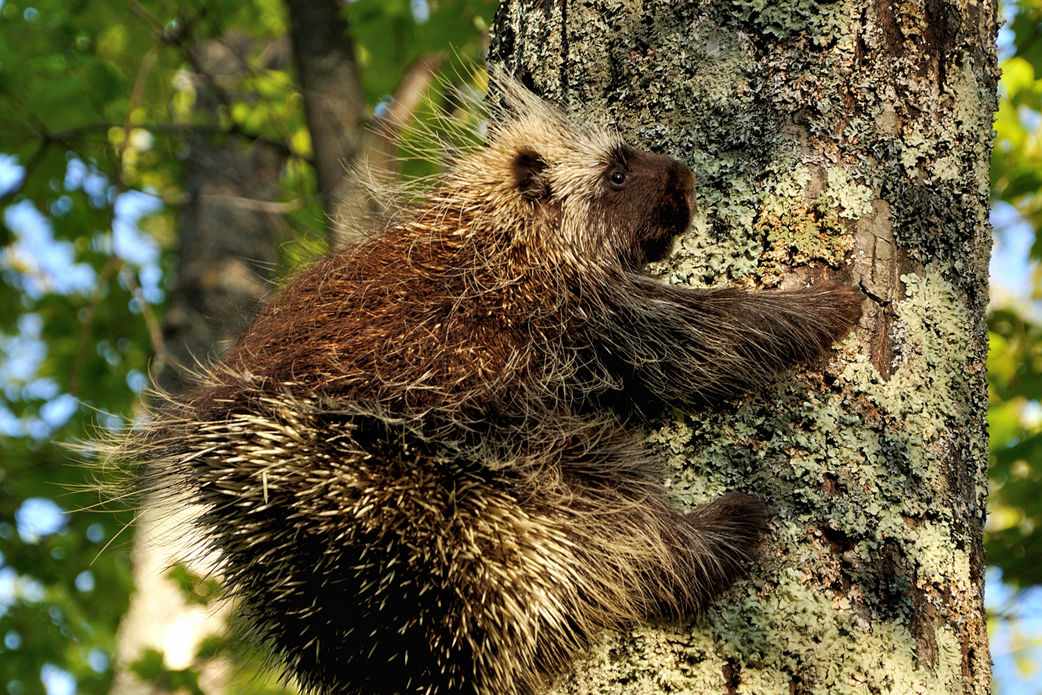 Porcupine Climbing Tree