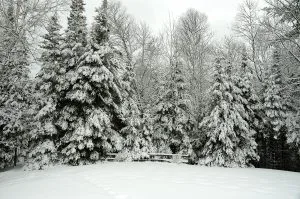 Blanket of snow