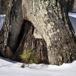 Natural Tree Sculpture