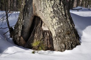 Natural Tree Sculpture