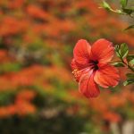 Hibiscus flower against flamboyant tree background