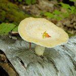 Mushroom on Fallen Birch