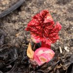 Early Spring Rhubarb Sprout