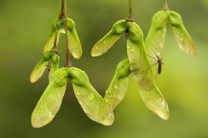 Red Maple Seed Pods and Mosquito