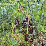 Pitcher Plants with Flower