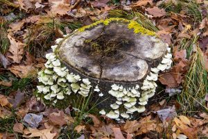 Tree Trunk Mushrooms