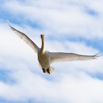Trumpeter Swan in Flight