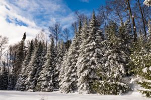Snow Covered Balsam Fir Trees