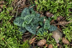 Lesser Rattlesnake Plantain