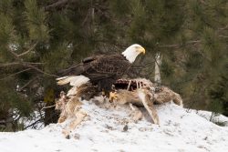 Bald Eagle with Carrion